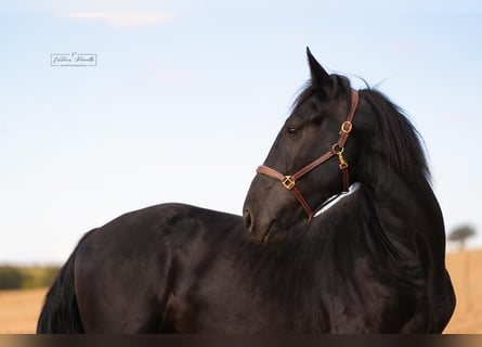 Murgese/caballo de las Murgues, Semental, 2 años, 164 cm, Negro
