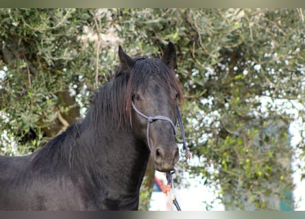 Murgese/caballo de las Murgues, Semental, 2 años, 165 cm, Negro