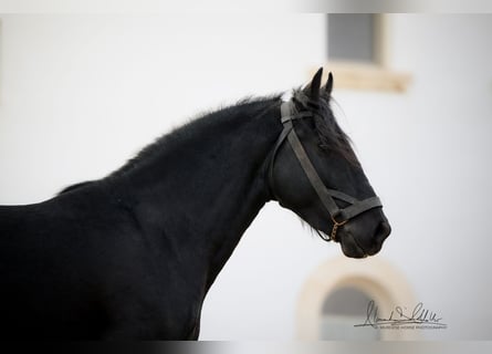 Murgese/caballo de las Murgues, Semental, 3 años, 155 cm, Negro