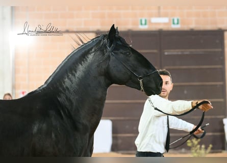Murgese/caballo de las Murgues, Semental, 3 años, 155 cm, Negro