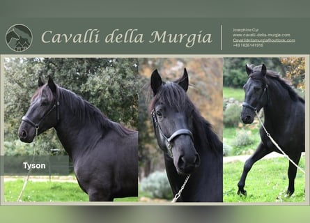 Murgese/caballo de las Murgues, Semental, 3 años, 156 cm, Negro