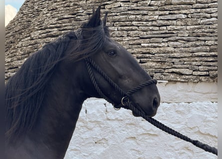 Murgese/caballo de las Murgues, Semental, 3 años, 163 cm, Negro