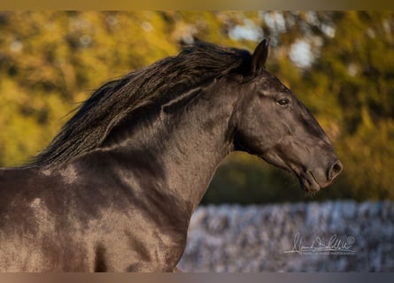 Murgese/caballo de las Murgues, Semental, 4 años, 160 cm, Negro