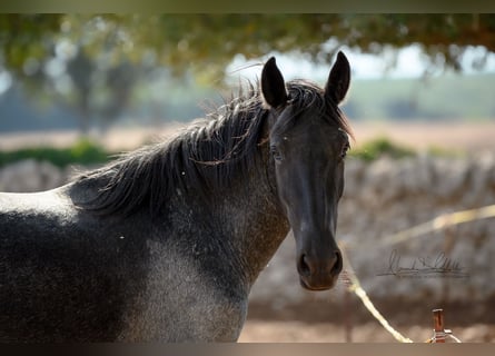 Murgese/caballo de las Murgues, Yegua, 2 años, 154 cm, Ruano azulado