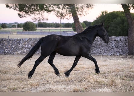 Murgese/caballo de las Murgues, Yegua, 2 años, Negro