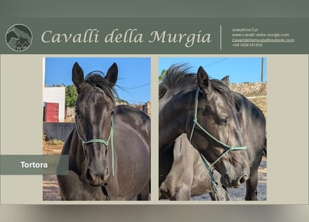 Murgese/caballo de las Murgues, Yegua, 3 años, 155 cm, Negro
