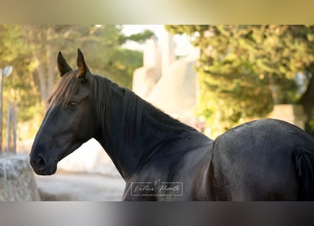 Murgese/caballo de las Murgues, Yegua, 3 años, 158 cm, Negro