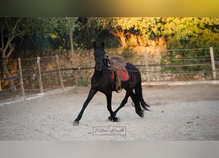 Murgese/caballo de las Murgues, Yegua, 3 años, 158 cm, Negro