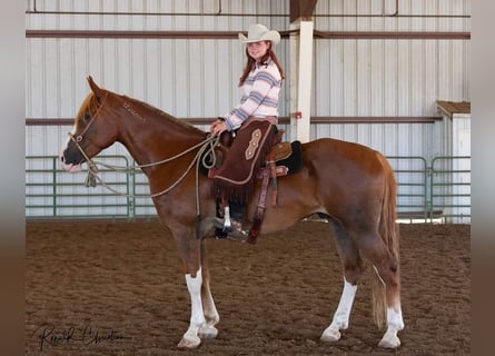 Mustang (american), Gelding, 10 years, 16,3 hh, Chestnut-Red