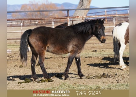 Mustang (american), Gelding, 4 years, 14,3 hh, Buckskin