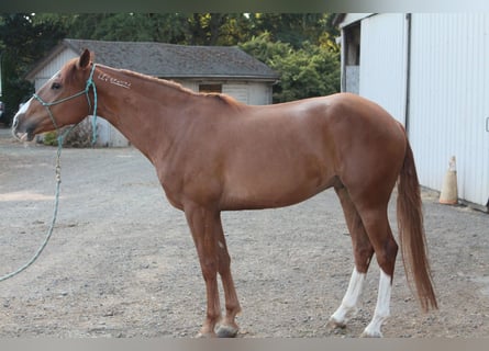 Mustang (american), Gelding, 4 years, 14,3 hh, Chestnut-Red