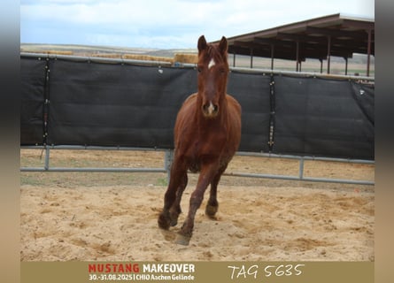 Mustang (american), Gelding, 5 years, 14,2 hh, Chestnut-Red