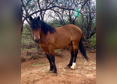 Mustang (american), Gelding, 6 years, 15 hh, Brown