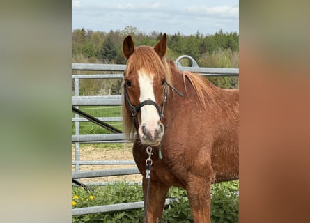 Mustang (american), Gelding, 8 years, 14.2 hh, Chestnut-Red