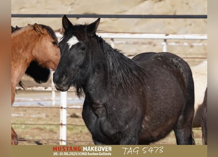 Mustang (american), Mare, 10 years, 14,2 hh, Roan-Blue