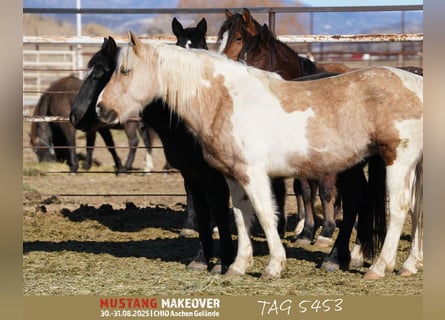 Mustang (american), Mare, 10 years, 15 hh, Tovero-all-colors