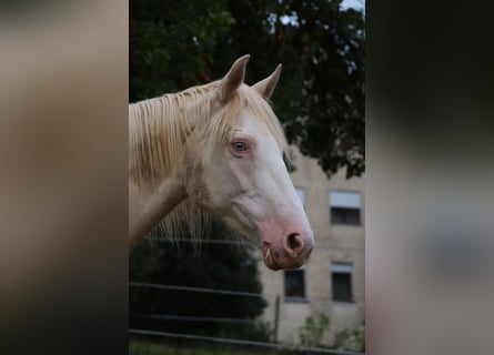 Mustang (american), Mare, 11 years, 14,1 hh, Cremello