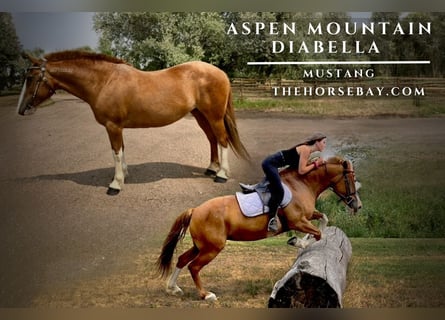 Mustang (american), Mare, 13 years, 14.2 hh, Sorrel