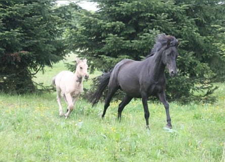 Mustang (american), Mare, 16 years, 14,3 hh, Black