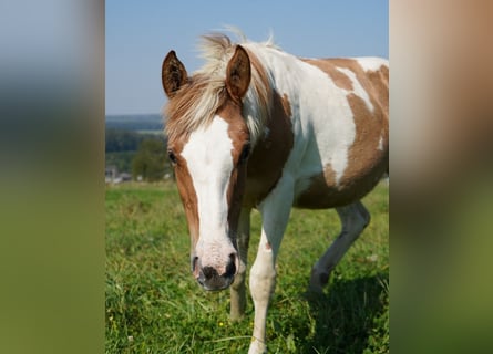 Mustang (american), Mare, 2 years, 14,1 hh, Tovero-all-colors