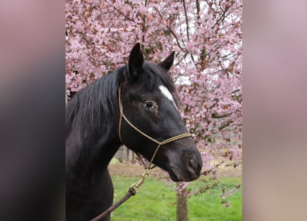 Mustang (amerikanisch), Stute, 2 Jahre, 14,2 hh, Tigerschecke