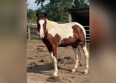 Mustang (american), Mare, 2 years, 14,2 hh, Tobiano-all-colors