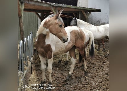 Mustang (american) Mix, Mare, 2 years, Palomino