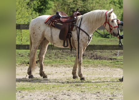 Mustang (american), Mare, 3 years, 14.3 hh, Palomino