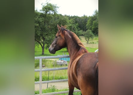 Mustang (american), Mare, 4 years, 14,3 hh, Buckskin