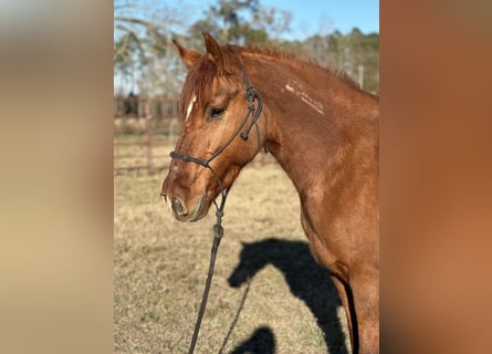 Mustang (american), Mare, 7 years, 14.1 hh, Chestnut-Red