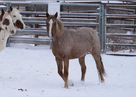 Mustang (american), Mare, 8 years, 14.2 hh, Roan-Red