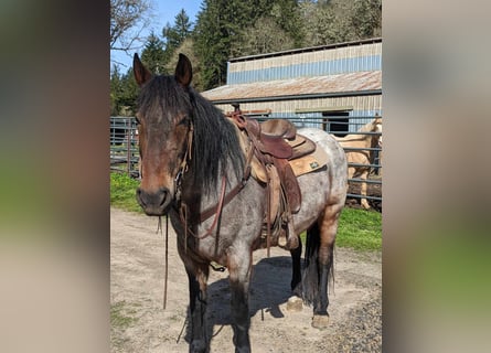 Mustang (american), Mare, 8 years, 14.3 hh, Roan-Bay