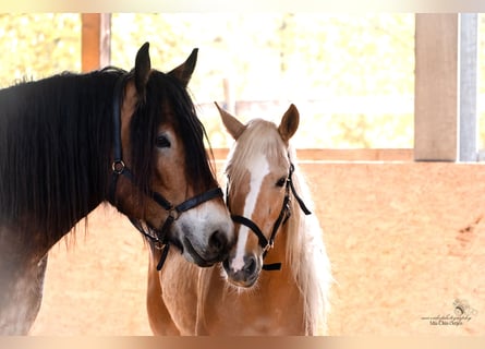 Mustang (american), Mare, 9 years, 14,1 hh, Palomino