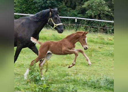 Mustang (american), Mare, Foal (06/2024), 14.2 hh, Chestnut-Red