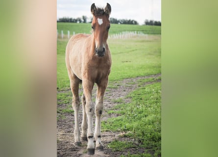 Mustang (american), Mare, Foal (04/2023), 14.2 hh, Pearl