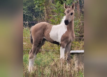 Mustang (american), Mare, Foal (08/2024), 15,1 hh, Grullo