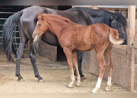 Mustang (american), Mare, Foal (06/2024), 15 hh, Chestnut