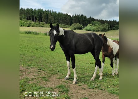 Mustang (americano) Mix, Castrone, 2 Anni, 160 cm, Tobiano-tutti i colori