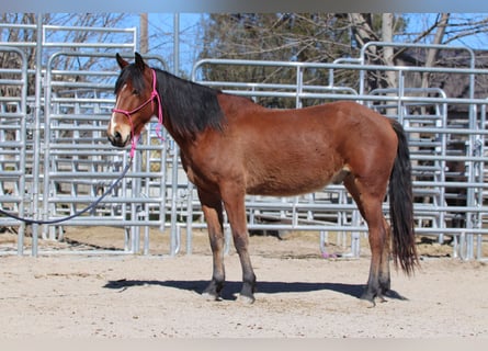 Mustang (americano), Castrone, 4 Anni, 147 cm, Baio