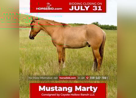 Mustang (americano), Castrone, 8 Anni, 140 cm, Red dun