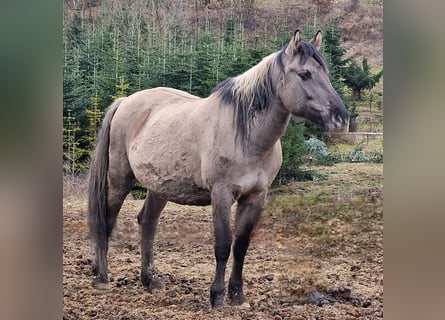 Mustang (americano), Giumenta, 12 Anni, 157 cm, Grullo