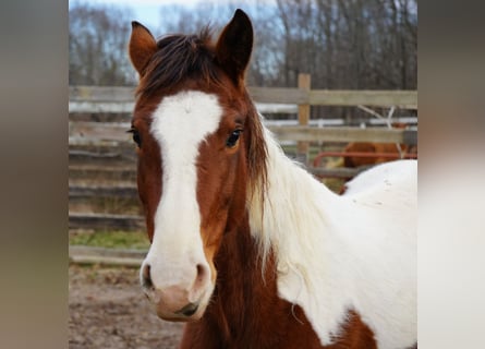 Mustang (americano), Giumenta, 3 Anni, 150 cm, Tobiano-tutti i colori