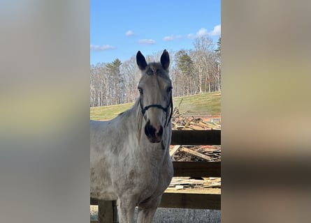 Mustang (americano), Giumenta, 4 Anni, 149 cm, Overo-tutti i colori