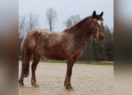 Mustang (americano), Giumenta, 5 Anni, 143 cm, Leopard