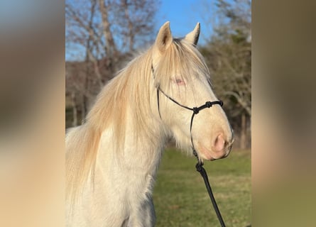 Mustang (americano), Giumenta, 5 Anni, 148 cm, Cremello