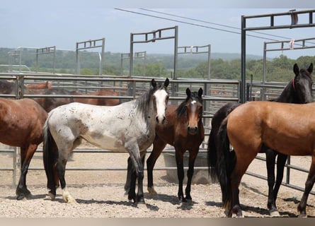 Mustang (americano), Giumenta, 6 Anni, 142 cm, Overo-tutti i colori