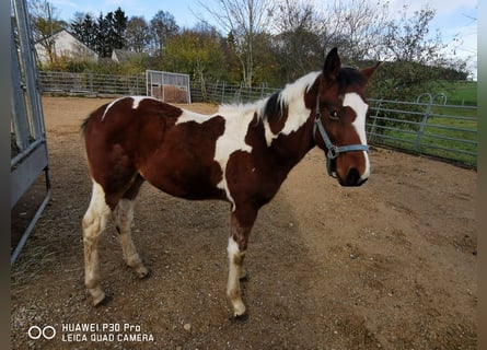 Mustang (amerikaans) Mix, Hengst, 1 Jaar, 145 cm, Donkerbruin