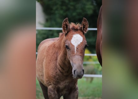 Mustang (amerikaans), Hengst, 1 Jaar, 152 cm, Donkere-vos