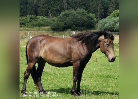 Mustang (amerikaans), Merrie, 10 Jaar, 145 cm, Grullo