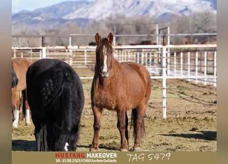 Mustang (amerikaans), Merrie, 10 Jaar, 152 cm, Falbe